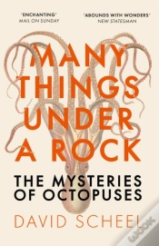 Capa do artigo Many Things Under A Rock