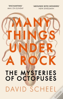 Capa do artigo Many Things Under A Rock