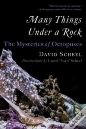 Capa do artigo Many Things Under A Rock