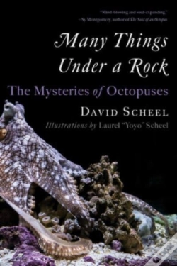 Capa do artigo Many Things Under A Rock