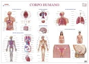 Capa do artigo Mapa do Corpo Humano (111,5 x 80,5 cm) - Folha Plastificada