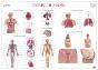 Mapa do Corpo Humano (111,5 x 80,5 cm) - Folha Plastificada - Preview