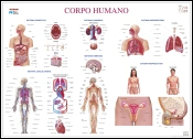 Capa do artigo Mapa do Corpo Humano (111,5 x 80,5 cm) - Plastificado de Parede