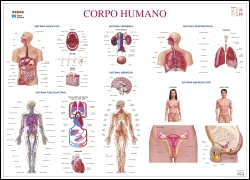 Capa do artigo Mapa do Corpo Humano (111,5 x 80,5 cm) - Plastificado de Parede