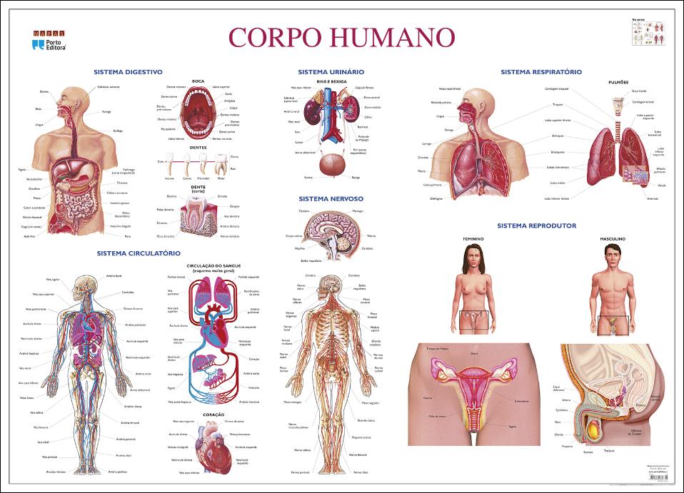 Mapa do Corpo Humano (111,5 x 80,5 cm) - Plastificado de Parede