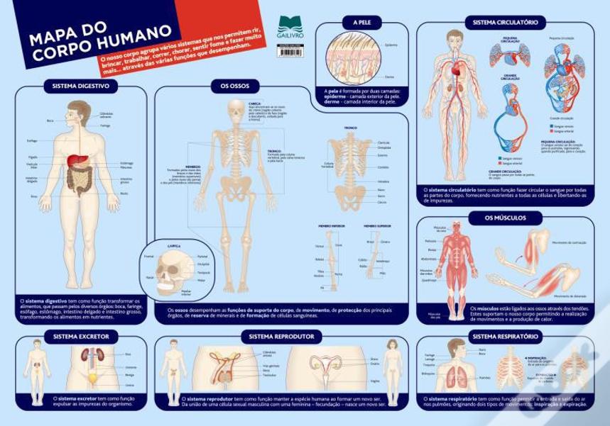 Mapa do Corpo Humano