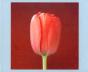 Mapplethorpe Flowers Quicknotes - Preview