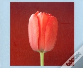 Mapplethorpe Flowers Quicknotes