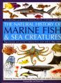 Marine Fish - Preview