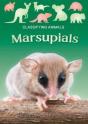 Marsupials - Preview