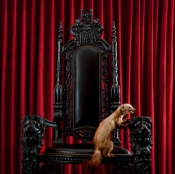 Capa do artigo Marten - Vinil