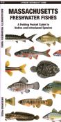 Massachusetts Freshwater Fishes - Preview