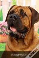 Mastiff