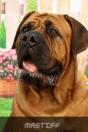 Mastiff - Preview