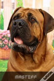 Capa do artigo Mastiff