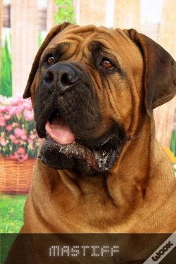 Capa do artigo Mastiff
