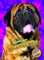 Mastiffs - Preview