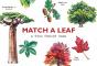 Match A Leaf - Preview