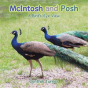 Mcintosh And Posh - Preview