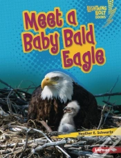Capa do artigo Meet A Baby Bald Eagle