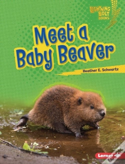 Capa do artigo Meet A Baby Beaver