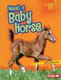 Meet A Baby Horse - Preview