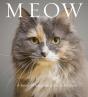 Meow - Preview