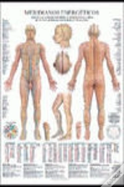 Capa do artigo Meridianos Energeticos Poster