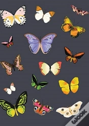 Capa do artigo Metamorphosis Journal (Navy)