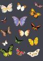 Metamorphosis Journal (Navy) - Preview