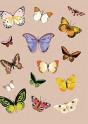 Metamorphosis Journal - Preview