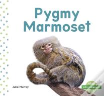 Mini Animals: Pygmy Marmoset