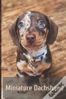 Miniature Dachshund