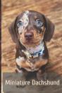 Miniature Dachshund - Preview