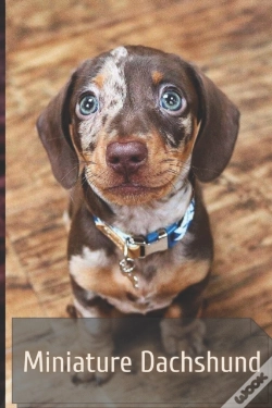 Capa do artigo Miniature Dachshund