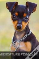 Miniature Pinscher