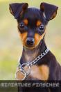 Miniature Pinscher - Preview