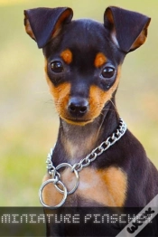 Capa do artigo Miniature Pinscher