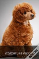 Miniature Poodle