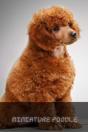 Miniature Poodle - Preview