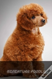 Capa do artigo Miniature Poodle