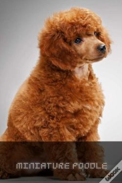Capa do artigo Miniature Poodle