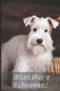 Miniature Schnauzer - Preview