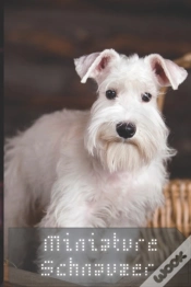 Capa do artigo Miniature Schnauzer