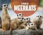 Mob Of Meerkats - Preview