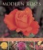 Modern Roses - Preview