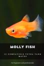 Molly Fish - Preview