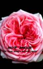 Mon Amour - Preview