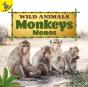 Monkeys - Preview