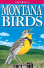 Montana Birds - Preview